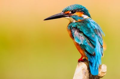 Núcleo de Direitos Animais promove palestra sobre a atuação Ministério Público na proteção dos animais Núcleo de Direitos Animais promove palestra sobre a atuação Ministério Público na proteção dos animais
