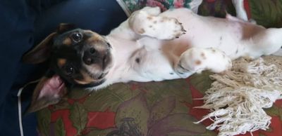 Projeto Direitos Animais promove a 5ª AdotIPA Projeto Direitos Animais promove a 5ª AdotIPA